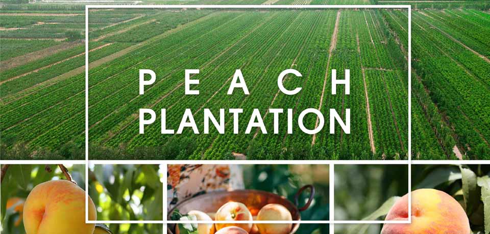 Global Yellow Peach Report 2022