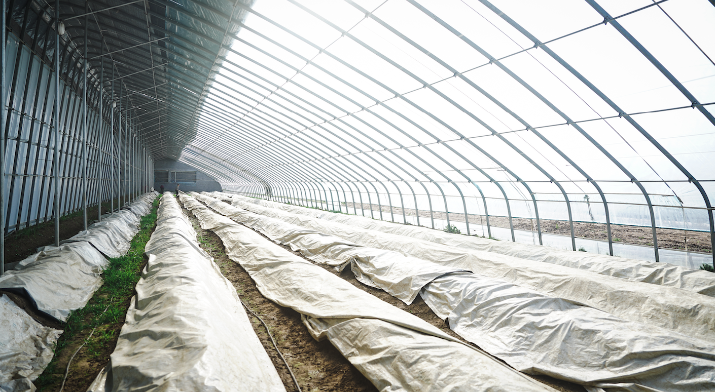 Innovative Asparagus Farming with White/Black Plastic Films