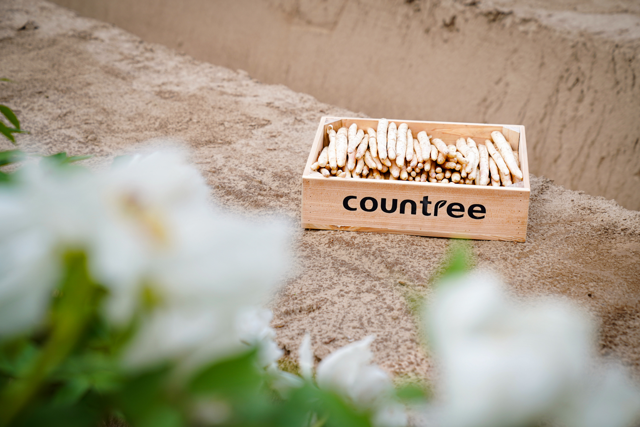 2024 Asparagus Season: Update on Production and Supply