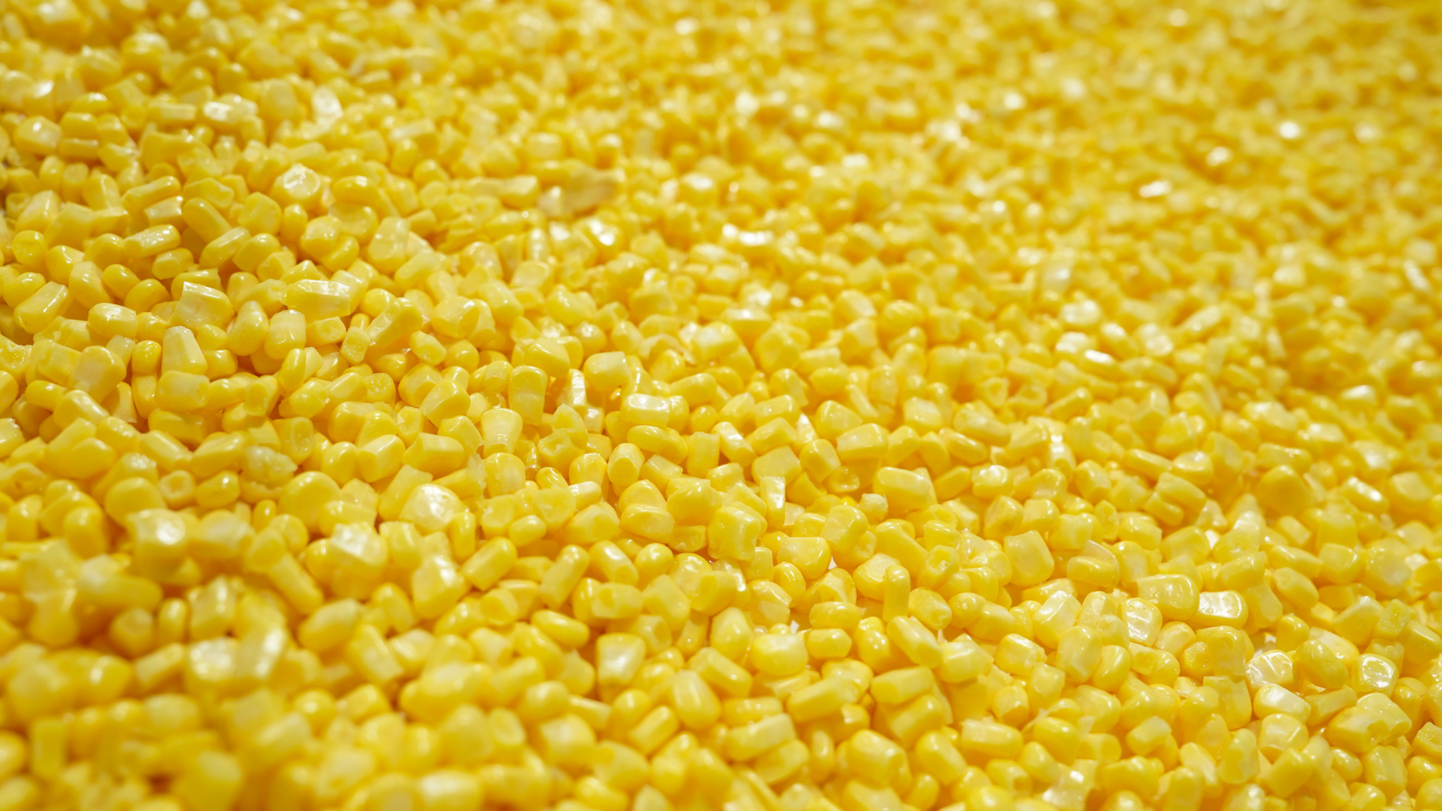 Premium Wholesale Golden Sweet Corn Supply Solutions