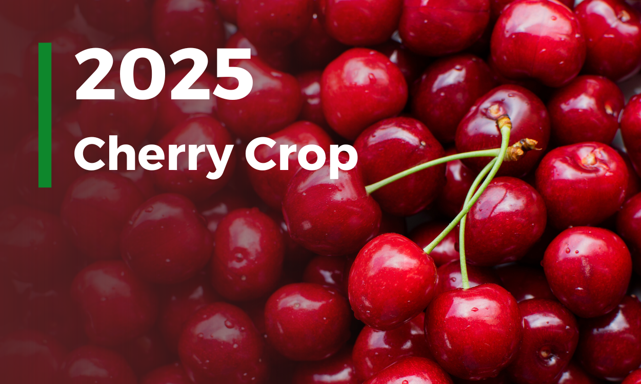Cherry Harvest 2025: Global Shortages Ahead, but China Remains a Stable Option